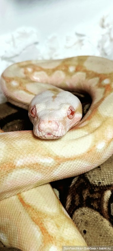 Ландо Норрис посетил зоо фест ЭКО (фото 10)