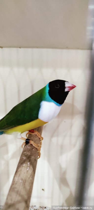 Ландо Норрис посетил зоо фест ЭКО