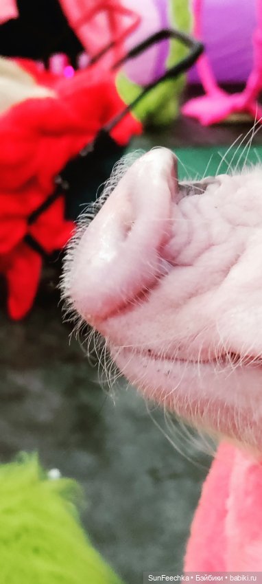 Ландо Норрис посетил зоо фест ЭКО