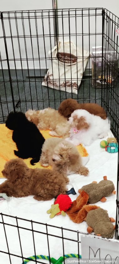 Ландо Норрис посетил зоо фест ЭКО