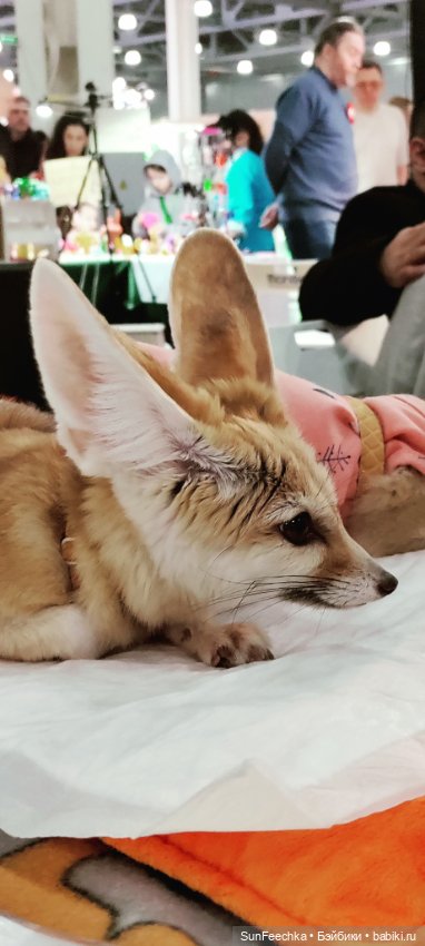 Ландо Норрис посетил зоо фест ЭКО