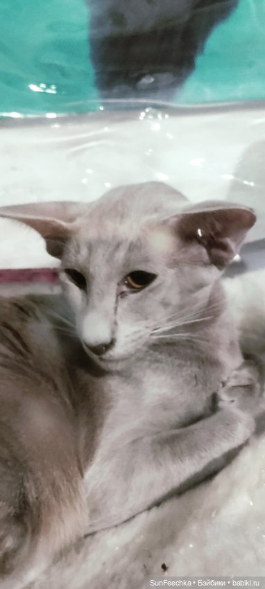 Ландо Норрис посетил зоо фест ЭКО