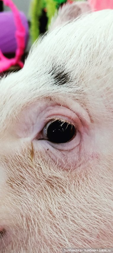 Ландо Норрис посетил зоо фест ЭКО