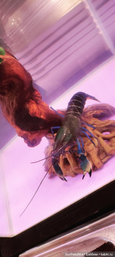 Ландо Норрис посетил зоо фест ЭКО