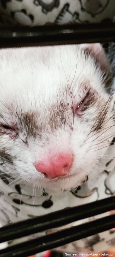 Ландо Норрис посетил зоо фест ЭКО