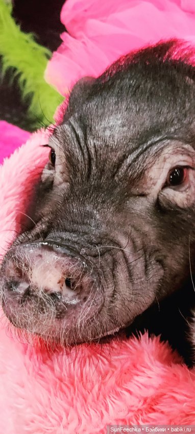 Ландо Норрис посетил зоо фест ЭКО