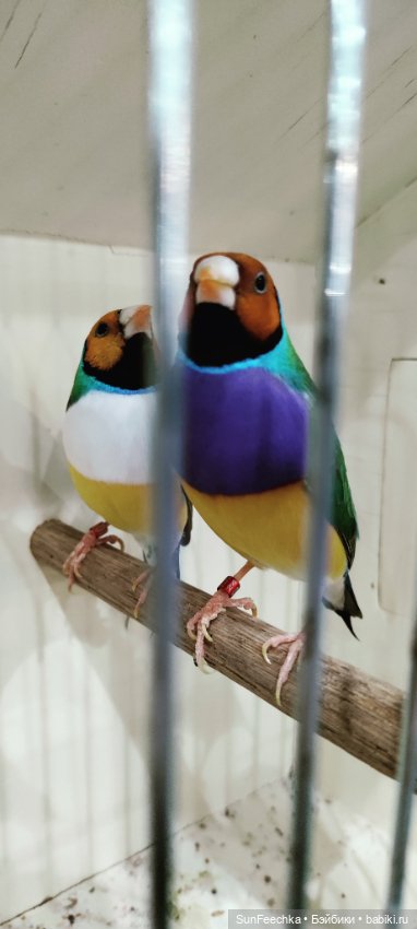 Ландо Норрис посетил зоо фест ЭКО