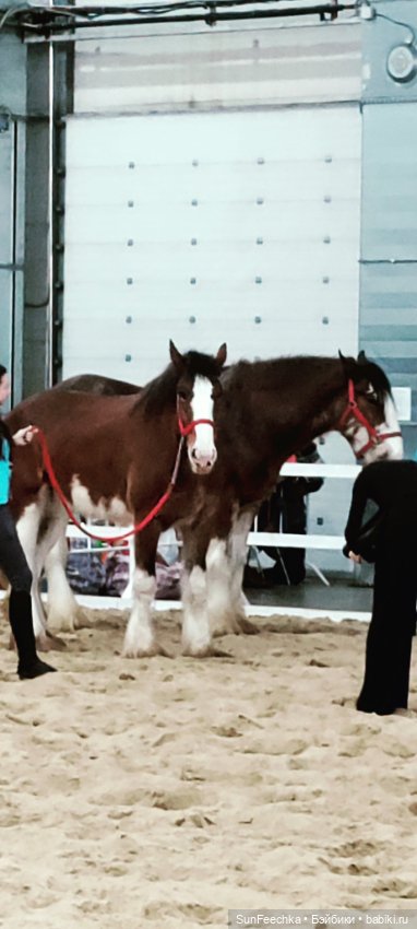 Ландо Норрис посетил зоо фест ЭКО
