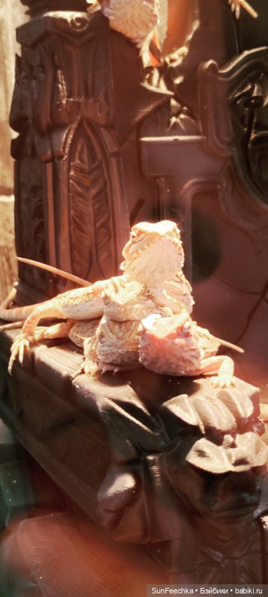 Ландо Норрис посетил зоо фест ЭКО