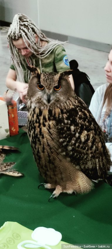 Ландо Норрис посетил зоо фест ЭКО