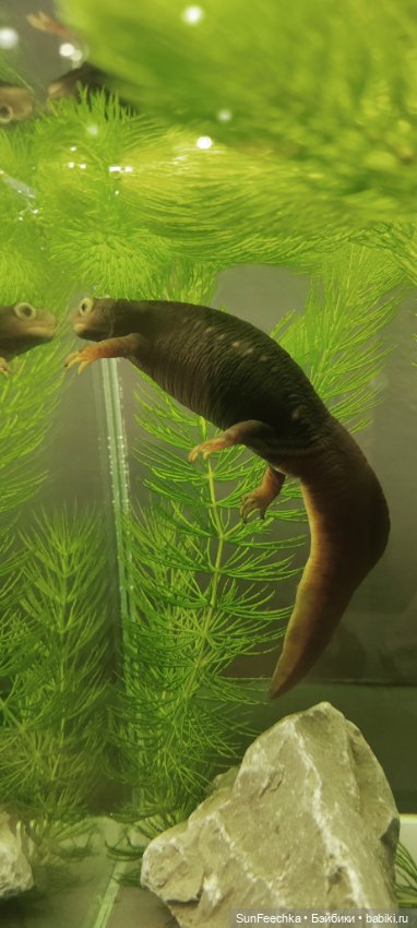 Ландо Норрис посетил зоо фест ЭКО