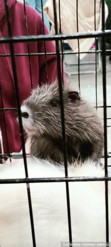 Ландо Норрис посетил зоо фест ЭКО