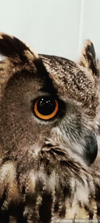 Ландо Норрис посетил зоо фест ЭКО