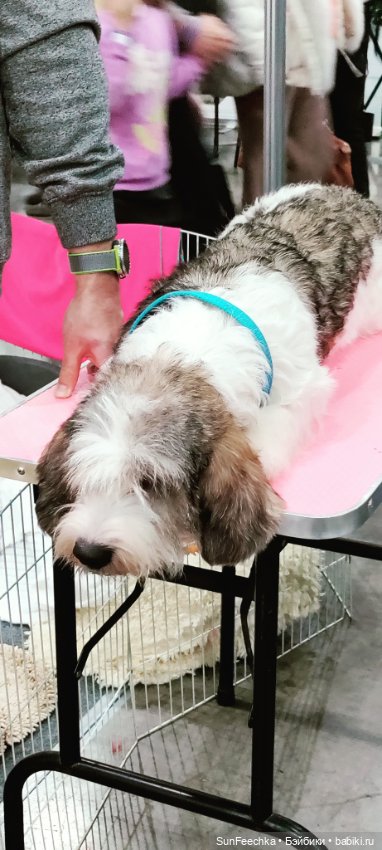 Ландо Норрис посетил зоо фест ЭКО