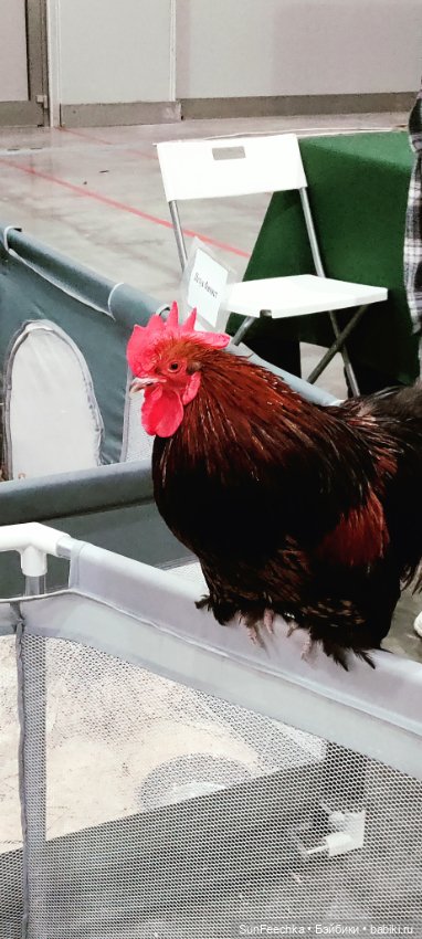 Ландо Норрис посетил зоо фест ЭКО