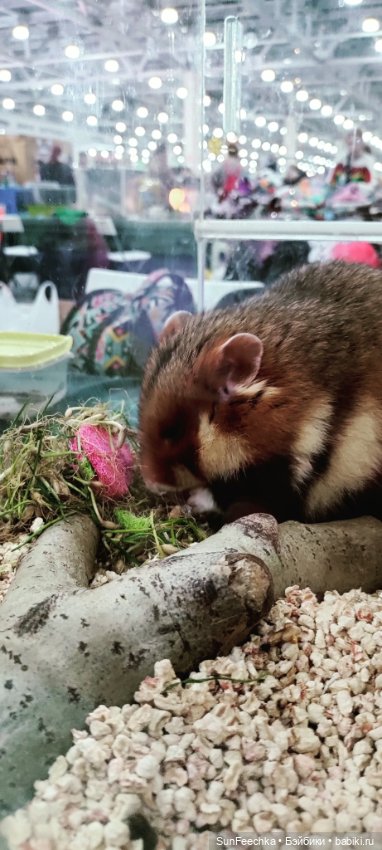 Ландо Норрис посетил зоо фест ЭКО