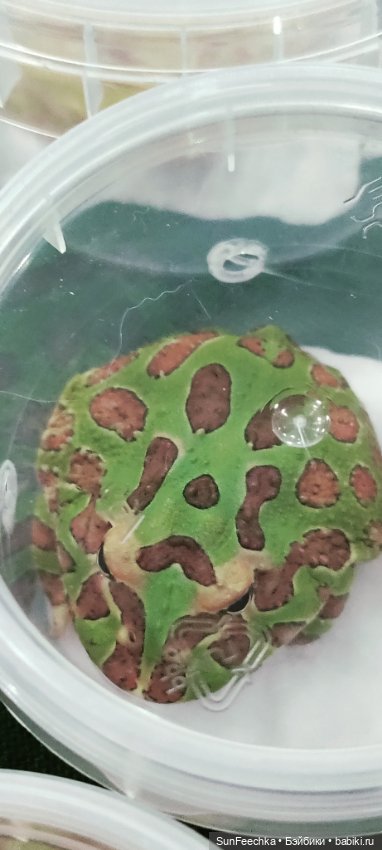 Ландо Норрис посетил зоо фест ЭКО