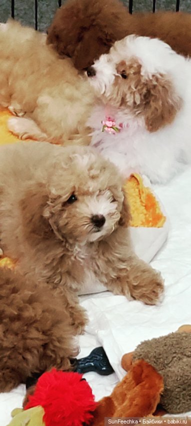 Ландо Норрис посетил зоо фест ЭКО