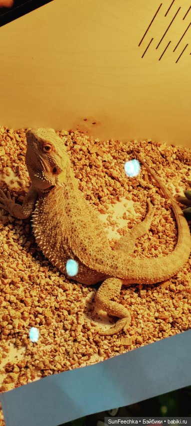 Ландо Норрис посетил зоо фест ЭКО