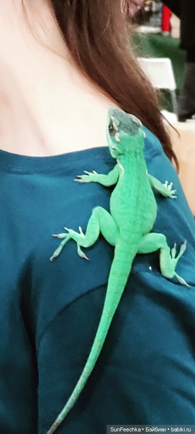 Ландо Норрис посетил зоо фест ЭКО