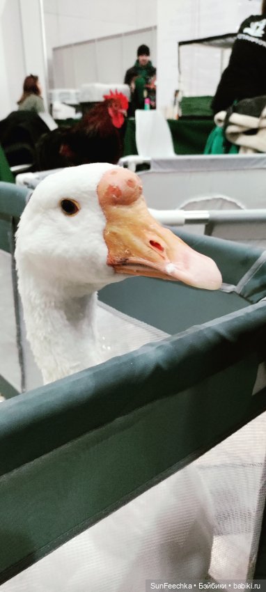 Ландо Норрис посетил зоо фест ЭКО