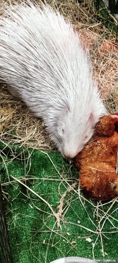 Ландо Норрис посетил зоо фест ЭКО