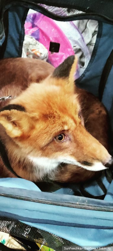 Ландо Норрис посетил зоо фест ЭКО