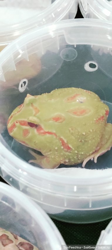 Ландо Норрис посетил зоо фест ЭКО