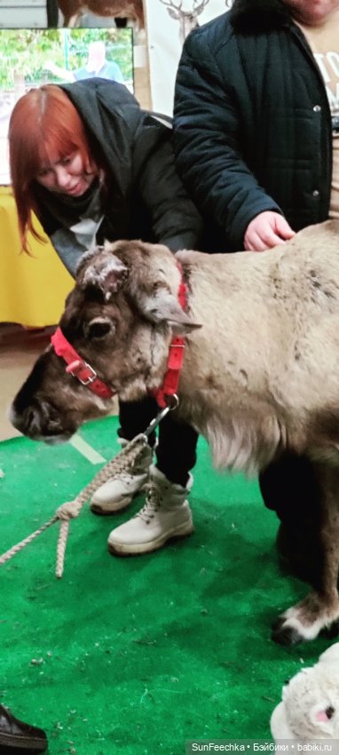 Ландо Норрис посетил зоо фест ЭКО