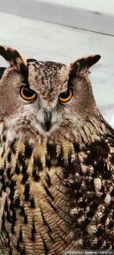 Ландо Норрис посетил зоо фест ЭКО