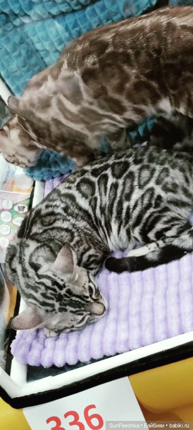 Ландо Норрис посетил зоо фест ЭКО