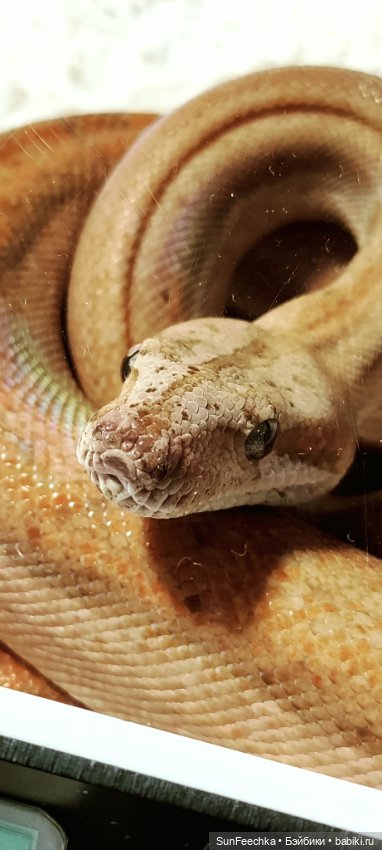 Ландо Норрис посетил зоо фест ЭКО (фото 9)