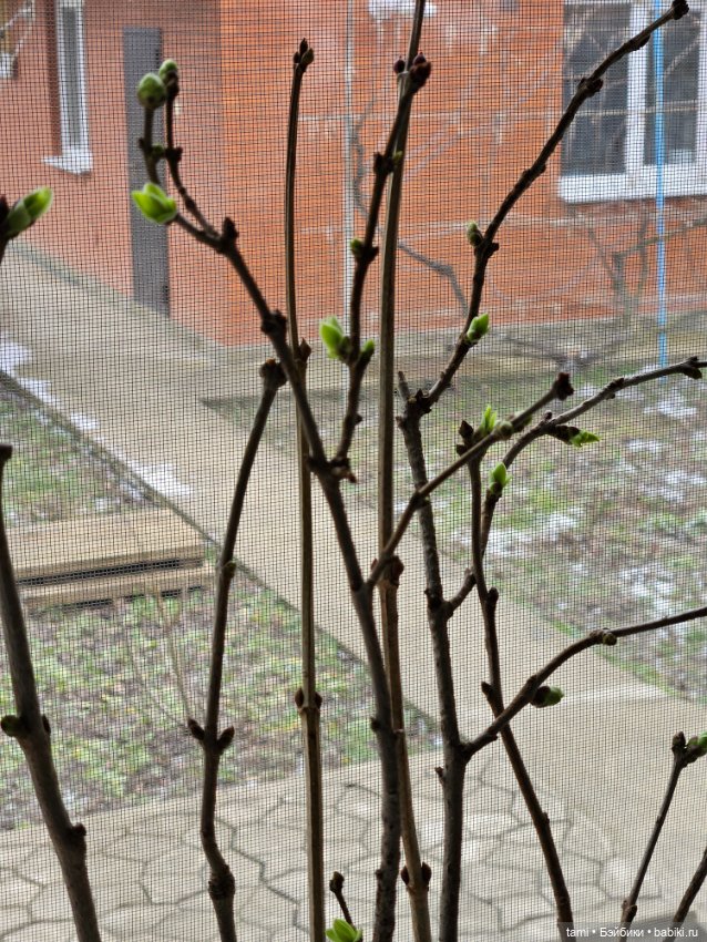 Рыжее солнышко и наш февраль (фото 2)