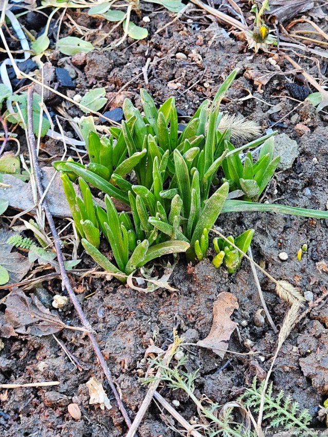 Рыжее солнышко и наш февраль