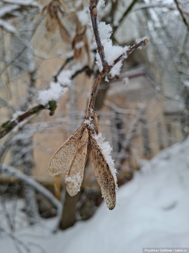 Снова снегопад — Домашние фото авторских игрушек: Тедди