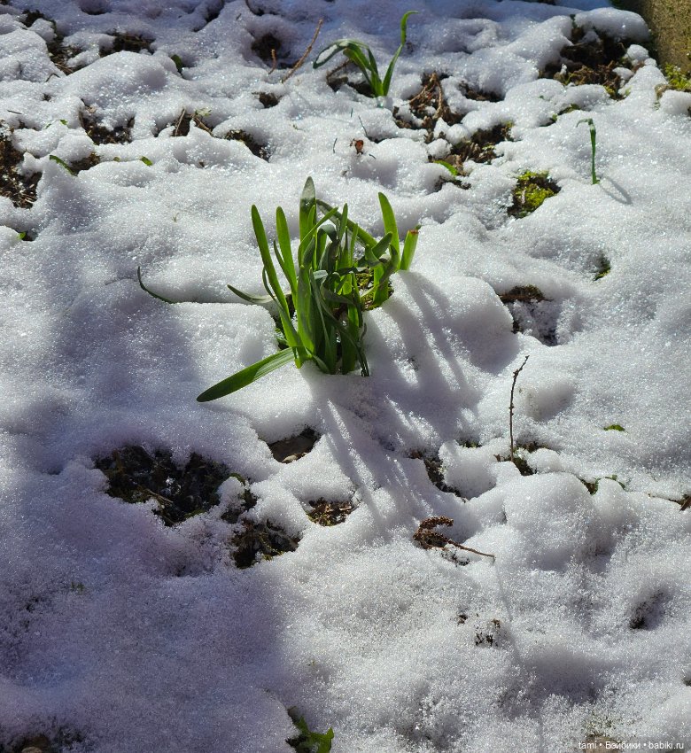 Рыжее солнышко и наш февраль