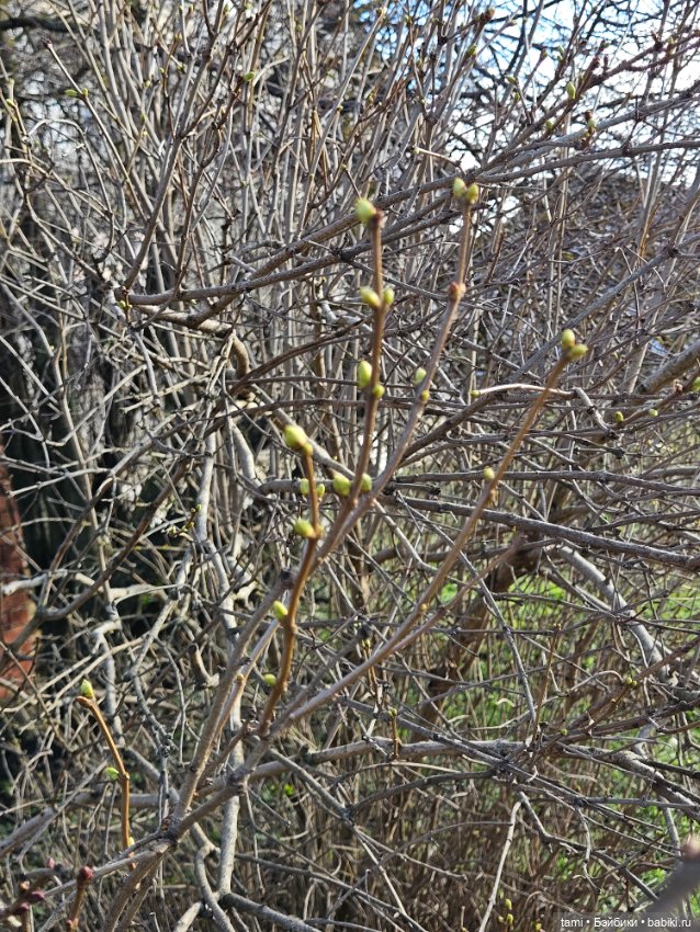 Рыжее солнышко и наш февраль (фото 4)