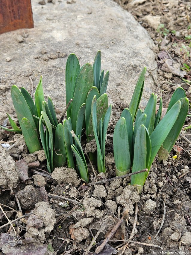 Рыжее солнышко и наш февраль