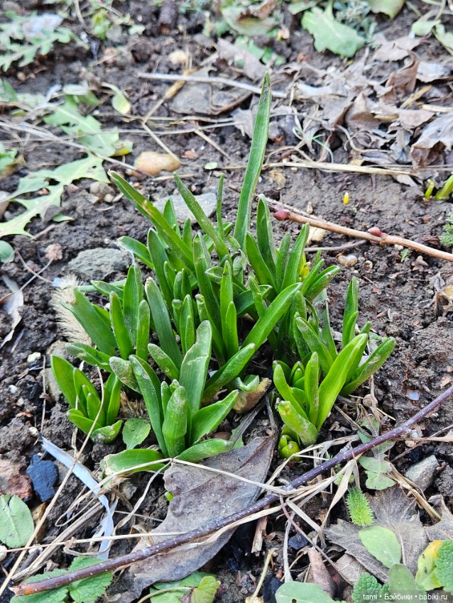 Рыжее солнышко и наш февраль