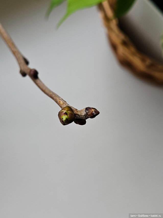 Рыжее солнышко и наш февраль (фото 5)