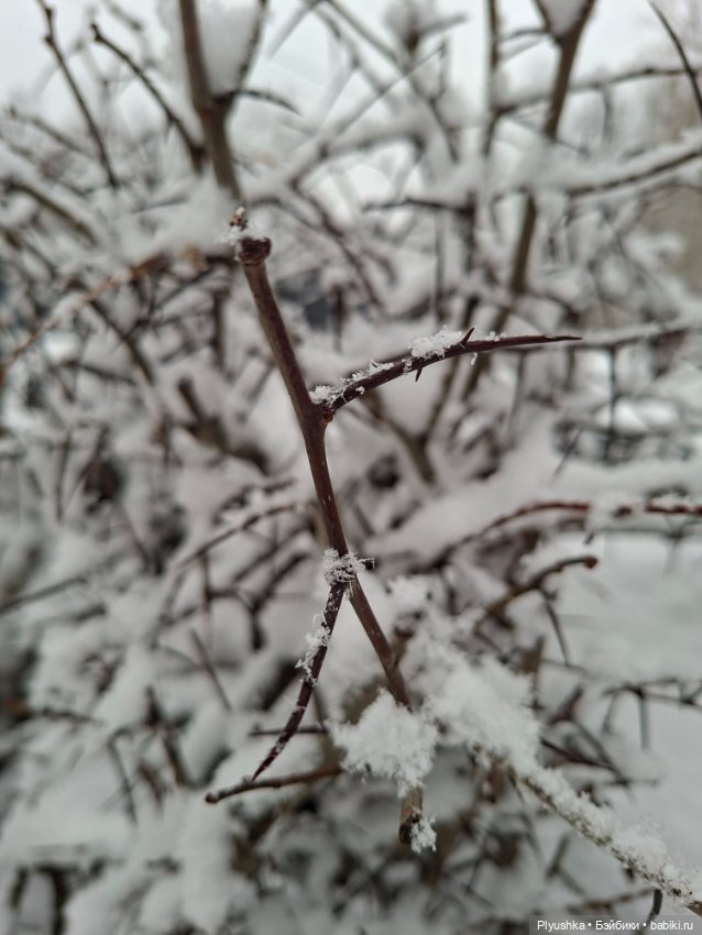 Снова снегопад — Домашние фото авторских игрушек: Тедди (фото 6)