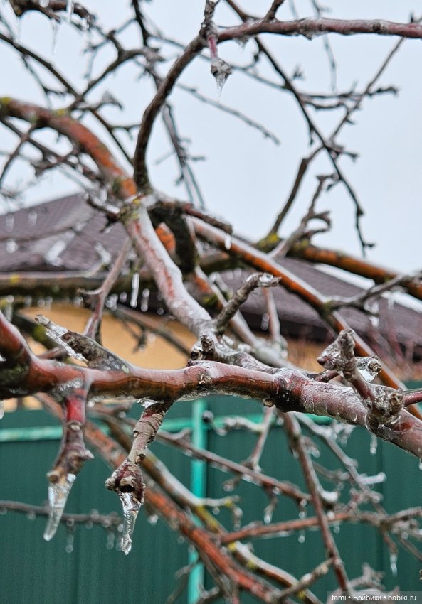 Рыжее солнышко и наш февраль (фото 8)