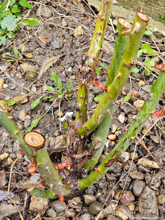 Рыжее солнышко и наш февраль