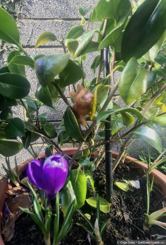 Весна. Коты прилетели — Коллекционные экшн (фото 9)