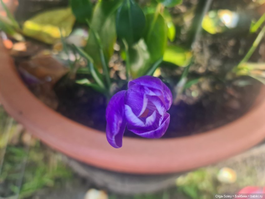 Весна. Коты прилетели — Коллекционные экшн (фото 8)