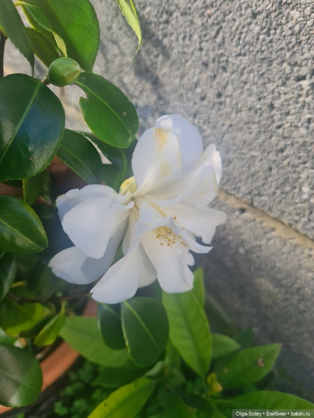 Весна. Коты прилетели — Коллекционные экшн (фото 5)