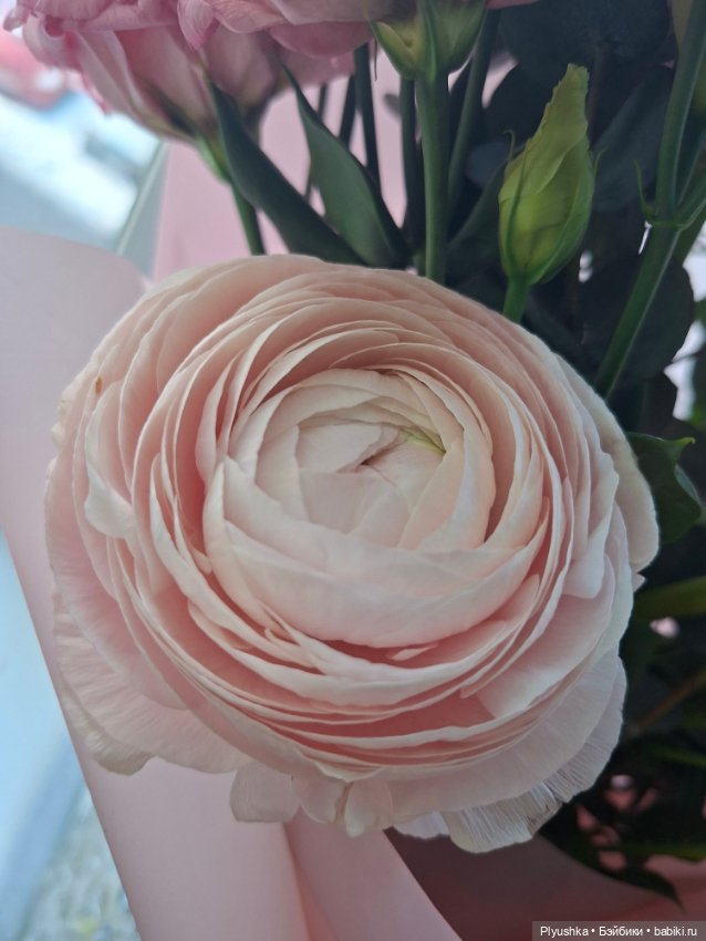 Поздравляю с 8 марта — Азиатские виниловые куклы (разное): Китай (фото 2)