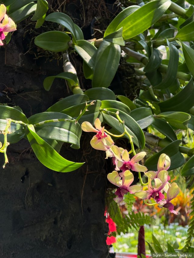 Внезапный новый друг — Фотоистории с куклами BJD (БЖД): сериалы