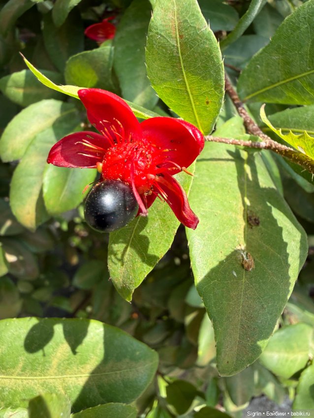 Внезапный новый друг — Фотоистории с куклами BJD (БЖД): сериалы (фото 5)