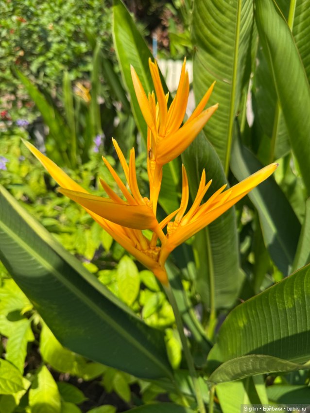 Внезапный новый друг — Фотоистории с куклами BJD (БЖД): сериалы (фото 4)